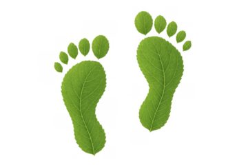Carbon footprint symbol made from fresh green leaves, representing ecology, sustainability, and mindful environmental impact. Transparent background