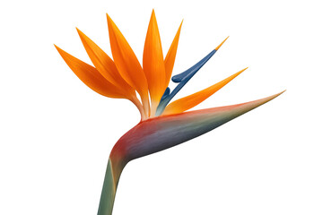 Bird of paradise flower, strelitzia reginae, vibrant orange and blue exotic plant with transparent background
