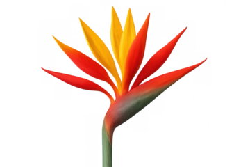 Bird of paradise flower strelitzia reginae showing vibrant tropical blossom on a transparent background