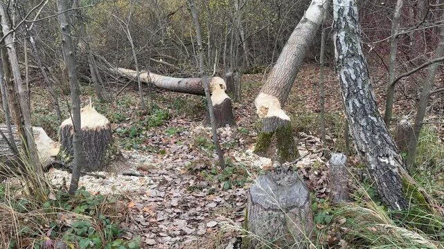A tree felled by feeding beavers near the reservoir in Blachownia, a tree destroyed by a beaver