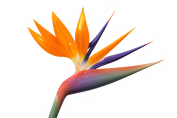 Strelitzia reginae flower showcasing its unique shape and striking colors, representing beauty and exotic nature