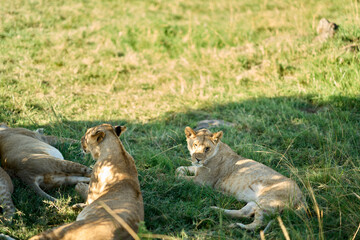 Lions sleeping in the shade in Masai Mara
