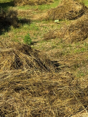 Hay bales spread across sunny field during harvest season in rural countryside