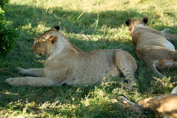 Lions sleeping in the shade in Masai Mara