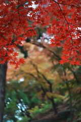 真っ赤なもみじがフレームを作る雨の秋の景色