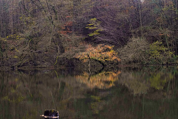 Spiegelnder Waldteich im Herbst 2025 im Steinbachtal bei Saarbrücken, Saarland