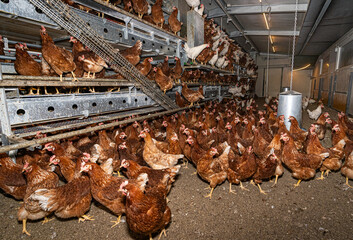 Vogelgrippe breitet sich bei Wild- und Haustieren aus, auch Hühnerbestände sind von der...