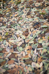 Parterre de feuille
