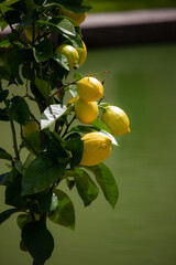 Obraz premium Citrons prenant le soleil