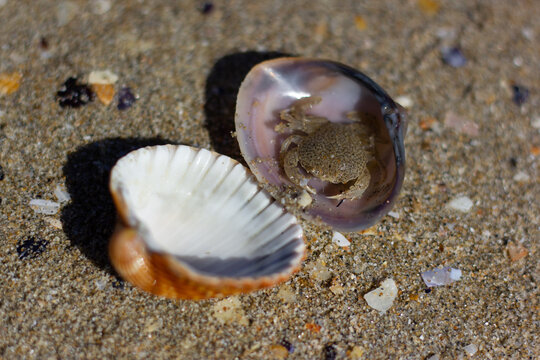 Crabe dans coque