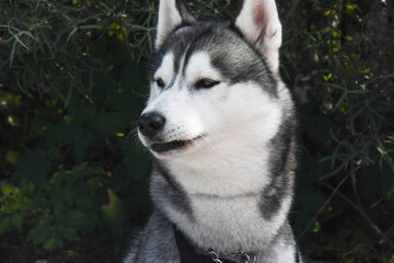 wild animals friend of us