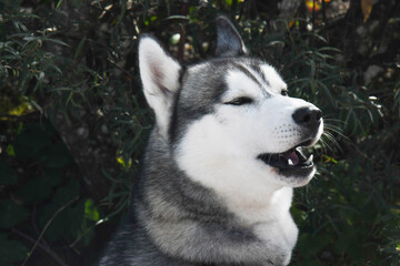 wild animals friend of us