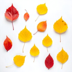 Obraz premium A vibrant arrangement of autumn leaves in various colors on a clean white background, showcasing nature's beauty