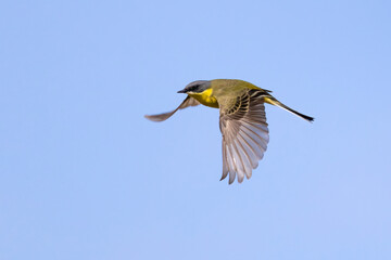 Yellow wagtail
