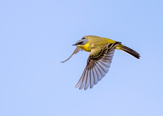 Yellow wagtail