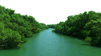 Lush green mangrove forest lining a calm river, isolated on transparent background