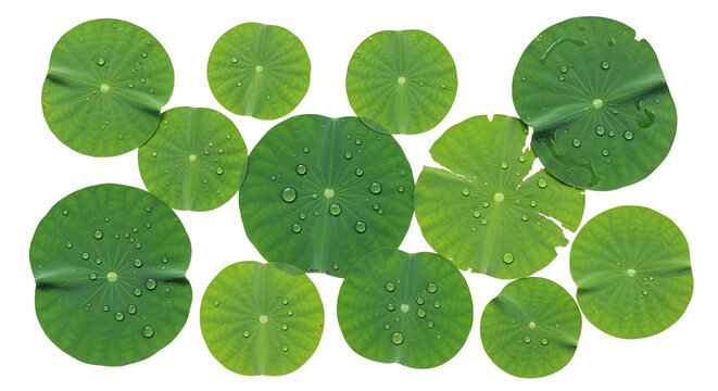 Overhead shot of fresh green lotus leaves isolated on transparent background