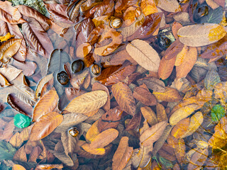 Autumn leaves and walnuts floating in clear water, creating a natural seasonal texture with warm brown and golden tones