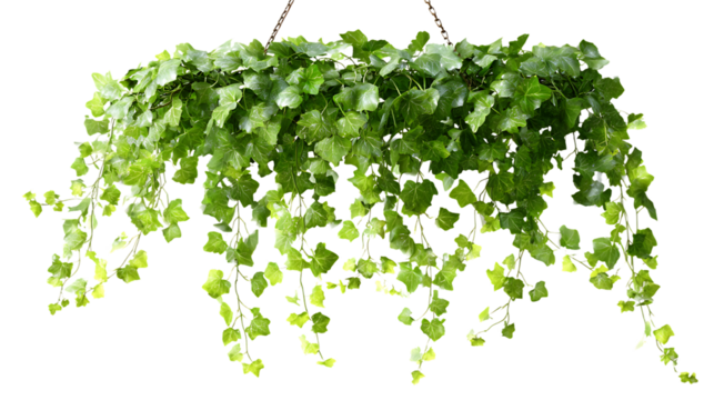 Hanging green ivy plant with long vines cascading down, isolated on transparent background