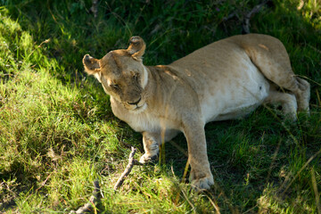 Lion sleeping with flies in his face