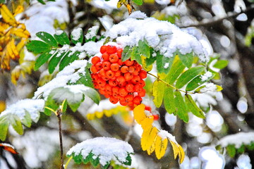 Fresh snow on Mountain Ash berries in Ontario, Canada. 