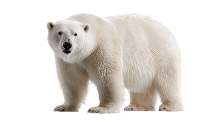 A majestic polar bear standing on a transparent background, isolated on transparent background