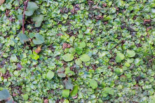 ジャゴケの生えた地面