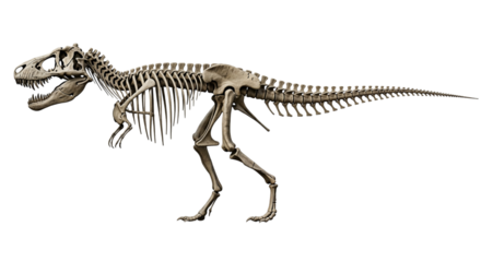 Tyrannosaurus rex skeleton isolated on transparent background, side view illustration