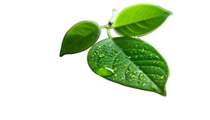 Vivid closeup of fresh, glossy green leaves with water droplets against a stark black backdrop
