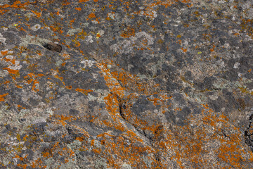 Rough textured rock covered with vibrant orange and grey lichen. Natural setting captures the...