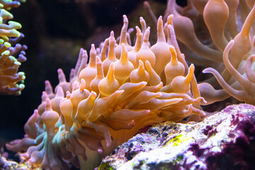 Close up of amazing soft corals moving by the waves