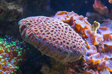 Amazing pink cyan coral in shape like a disk between othe corals