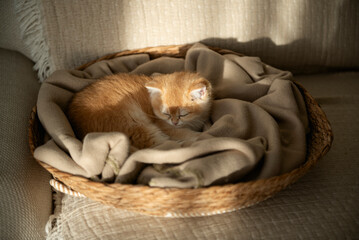 A Golden British Shorthair Kitten curls up sleeping in the blanket of her cosy cat bed partially bathed by the sunlight on a couch in the living room of a house in Edinburgh, Scotland, UK