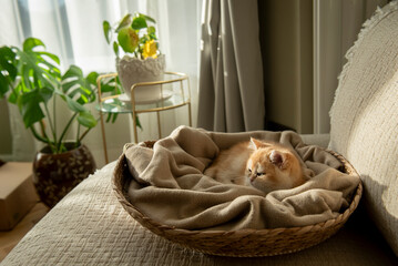 A Golden British Shorthair Kitten relaxed curled up in the blanket of her cosy cat bed partially bathed by the sunlight on a couch in the living room of a house in Edinburgh, Scotland, UK