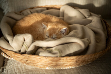 A Golden British Shorthair Kitten curls up napping on the blanket of her cosy cat bed partially bathed by the sunlight on a couch in the living room of a house in Edinburgh, Scotland, UK