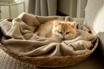 A Golden British Shorthair Kitten curled up in the blanket of her cozy cat bed meowing at the camera partially bathed by the sunlight on a couch in the living room of a house in Edinburgh, Scotland, U