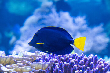 Side view of a Zebrasoma xanthurum swimming above the purple corals