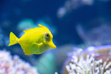 Side view of a ellow tang, lemon sailfin, yellow sailfin tang,  somber surgeonfish in the blue water