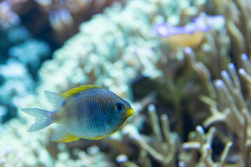 Side view of a Small silver fish with yellow fins