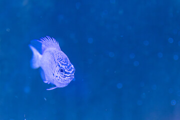  three spot gourami, Trichogaster trichopterus, opaline gourami, blue gourami, gold gourami blue small fish