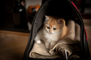 Close up of a Golden British Short Hair kitten sitting in her pet carrier in the living room of a house in Edinburgh, Scotland UK