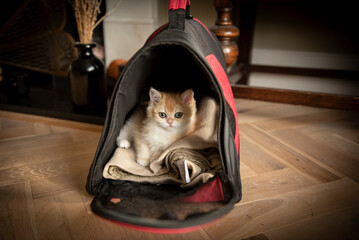 Close up of a Golden British Short Hair kitten sitting on her blanket inside her pet carrier in the...