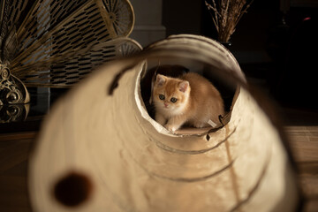 View of a Golden British Short Hair kitten through her cat tunnel toy in the living room of a house in Edinburgh, Scotland UK