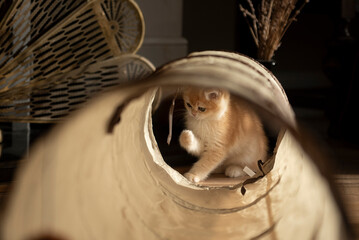 View of a Golden British Short Hair kitten through her cat tunnel toy as she plays with some strings in the living room of a house in Edinburgh, Scotland UK