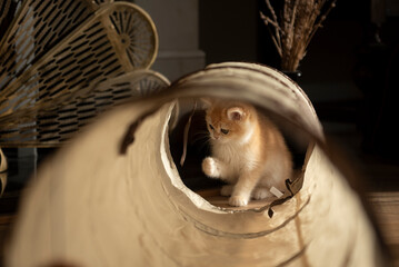 View of a Golden British Short Hair kitten through her cat tunnel toy playing with some strings in the living room of a house in Edinburgh, Scotland UK
