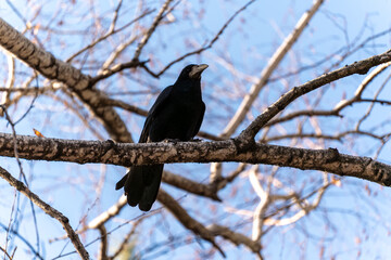 A majestic black rook is perched on a birch tree branch against a clear blue sky. The bird looks up, its glossy black feathers contrasting with the white bark of the tree.