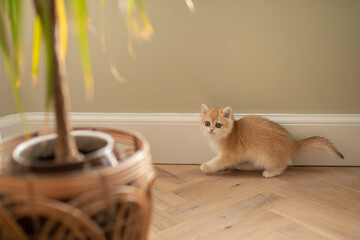 A Golden British Short Hair kitten plays next to the skirting board  and looks towards a plant in...