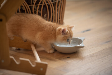 Close up of a Golden British Short Hair kitten drinking water from her bowl between a chair and...
