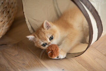 Close up of a Golden British Short Hair kitten grabbing a pom-pom with her paws on the edge of her...