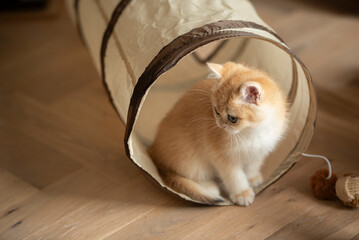 Close up of a Golden British Short Hair kitten sitting on the edge of her cat tunnel toy next to a pom-pom and a ball  while she looks away in the living room of a house in Edinburgh, Scotland UK